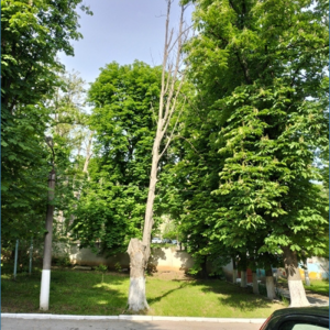 În instituțiile subordonate DETS Centru se vor realiza lucrări de defrișare și evacuare a arborilor/crengilor uscate